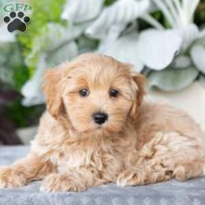 Grover, Maltipoo Puppy