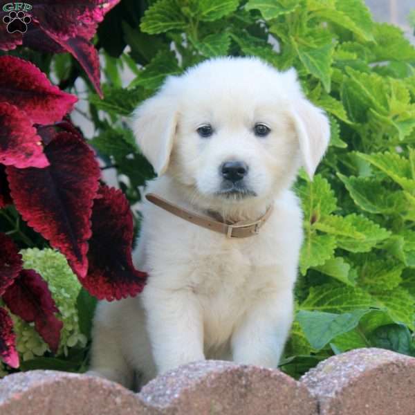 Earl, English Cream Golden Retriever Puppy