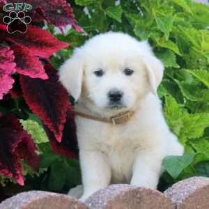 Earl, English Cream Golden Retriever Puppy