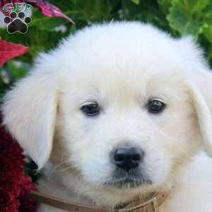 Earl, English Cream Golden Retriever Puppy