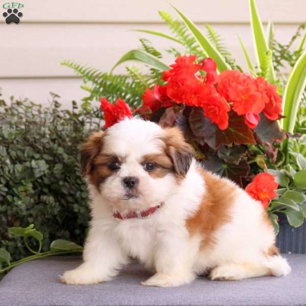 Easton, Teddy Bear Puppy