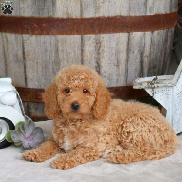 Easton, Mini Goldendoodle Puppy