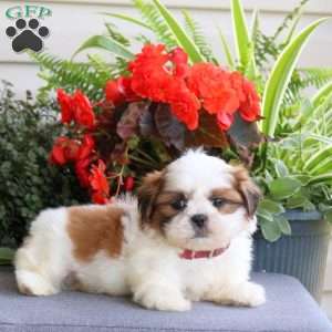 Easton, Teddy Bear Puppy