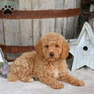 Easton, Mini Goldendoodle Puppy