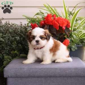 Easton, Teddy Bear Puppy