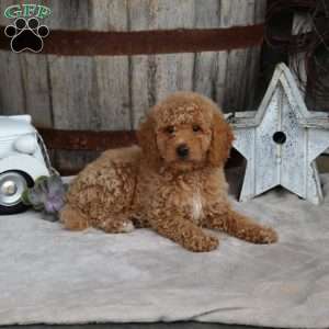 Easton, Mini Goldendoodle Puppy