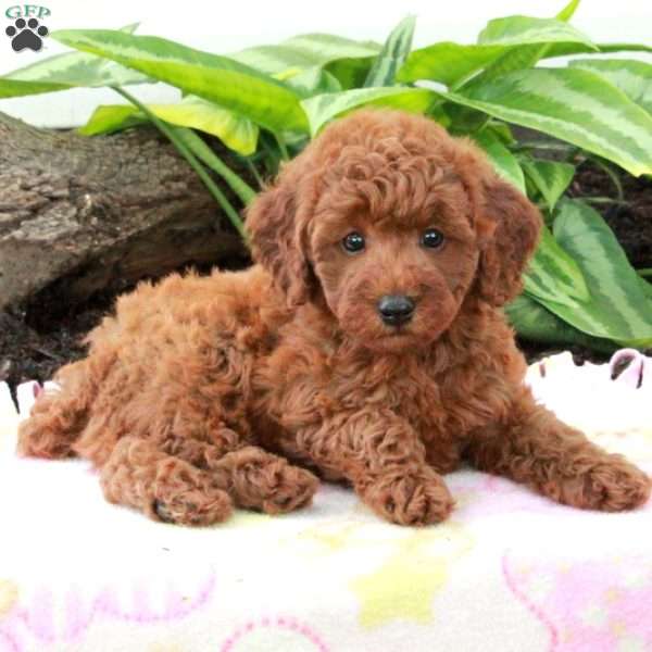 Echo, Toy Poodle Puppy