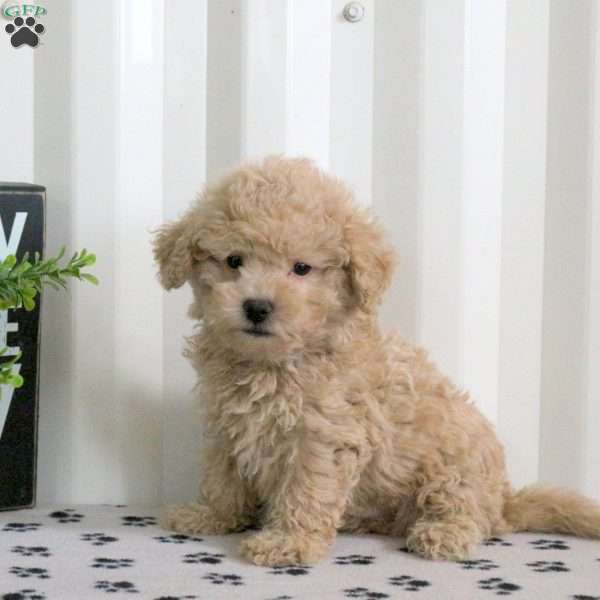Echo, Bich-Poo Puppy