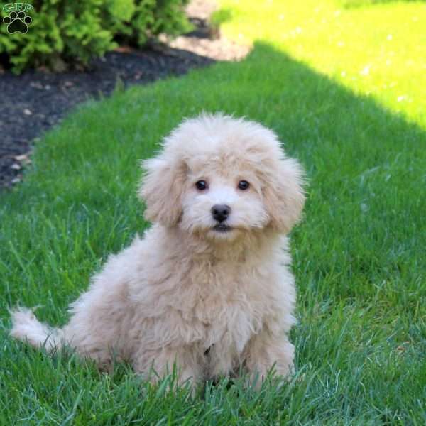 Echo, Bich-Poo Puppy