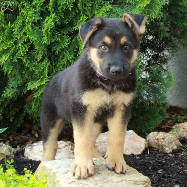 Echo, German Shepherd Puppy