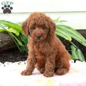 Echo, Toy Poodle Puppy