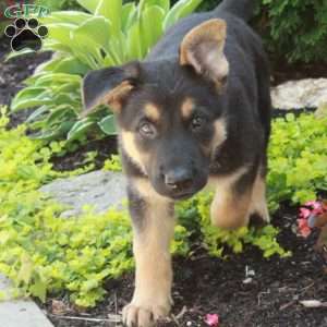 Echo, German Shepherd Puppy