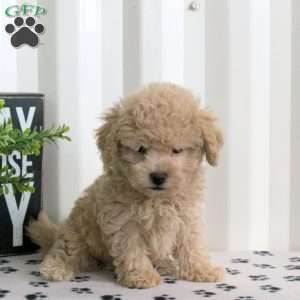 Echo, Bich-Poo Puppy