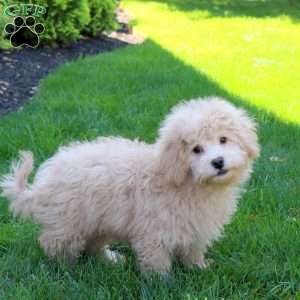 Echo, Bich-Poo Puppy