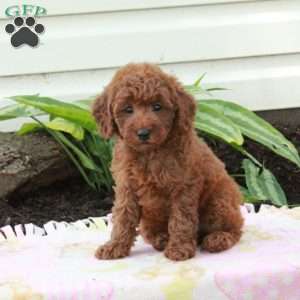 Echo, Toy Poodle Puppy