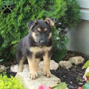 Echo, German Shepherd Puppy