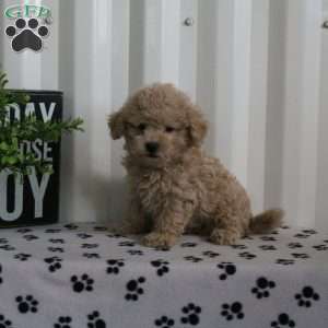 Echo, Bich-Poo Puppy