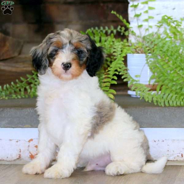 Echo, Mini Bernedoodle Puppy