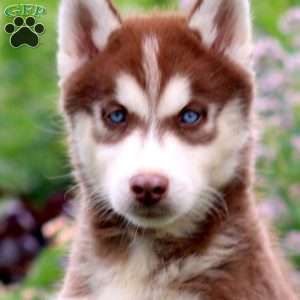 Echo, Siberian Husky Puppy