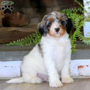 Echo, Mini Bernedoodle Puppy