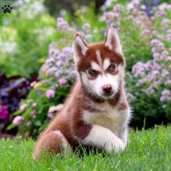 Echo, Siberian Husky Puppy