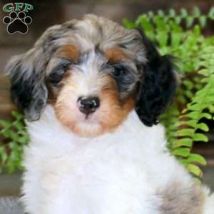 Echo, Mini Bernedoodle Puppy