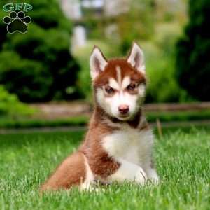 Echo, Siberian Husky Puppy