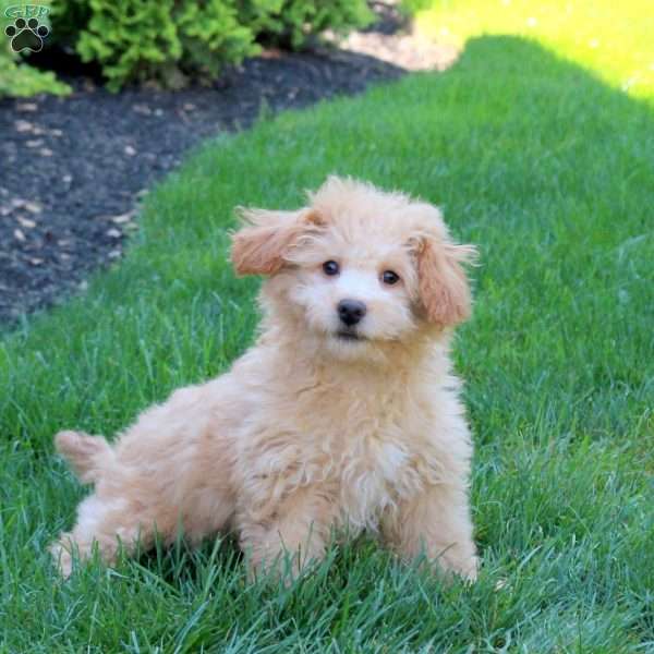 Eclipse, Bich-Poo Puppy