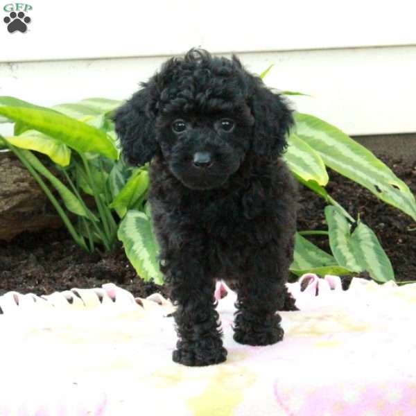 Eclipse, Toy Poodle Puppy