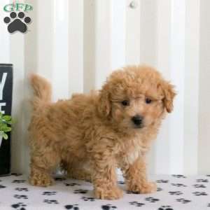 Eclipse, Bich-Poo Puppy