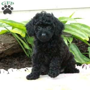 Eclipse, Toy Poodle Puppy