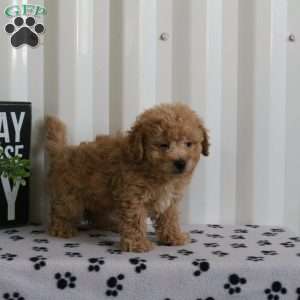 Eclipse, Bich-Poo Puppy