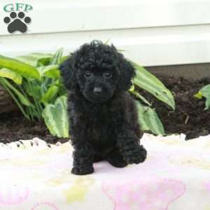 Eclipse, Toy Poodle Puppy