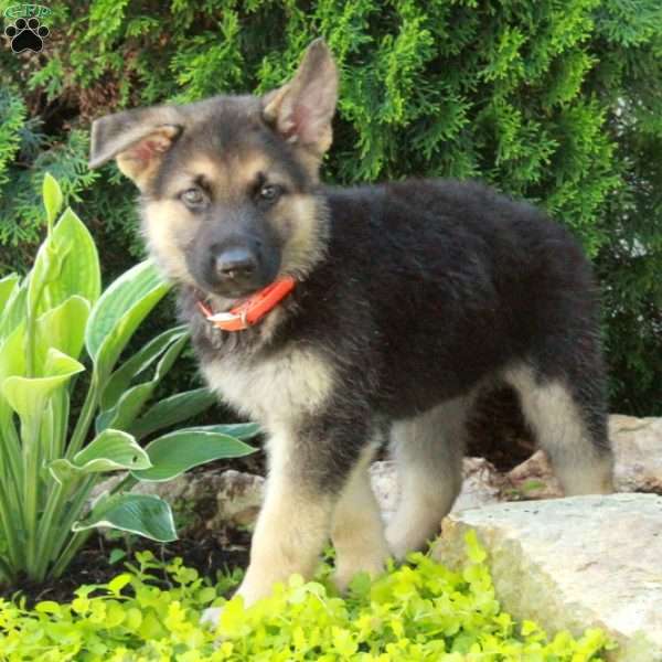 Eddie, German Shepherd Puppy