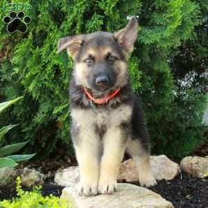 Eddie, German Shepherd Puppy