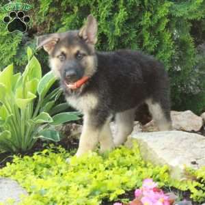 Eddie, German Shepherd Puppy