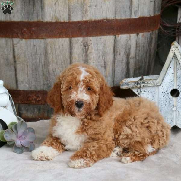 Eddison, Mini Goldendoodle Puppy