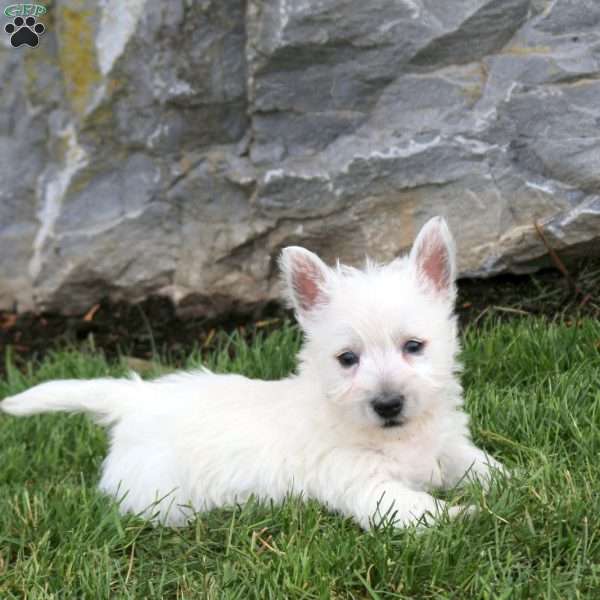 Eddy, West Highland Terrier Puppy