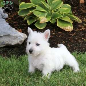 Eddy, West Highland Terrier Puppy