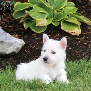 Eddy, West Highland Terrier Puppy
