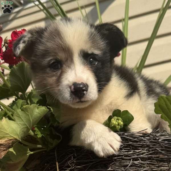 Eddy, Pembroke Welsh Corgi Puppy
