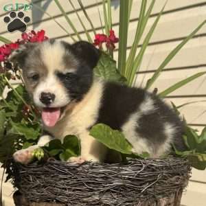 Eddy, Pembroke Welsh Corgi Puppy