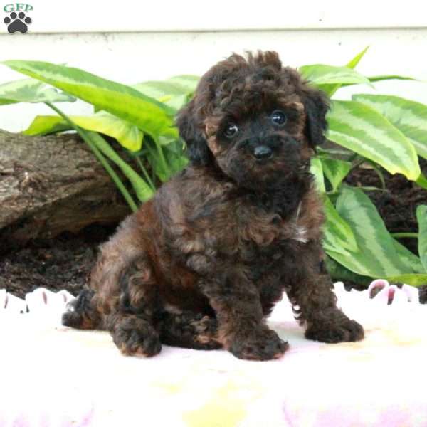 Eden, Toy Poodle Puppy