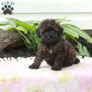 Eden, Toy Poodle Puppy