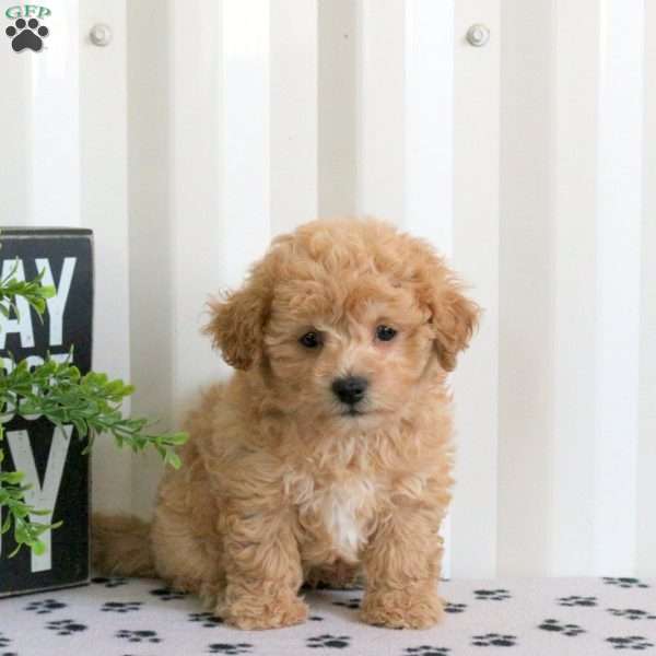 Edward, Bich-Poo Puppy