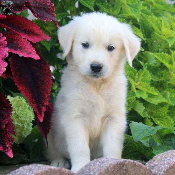 Edward, English Cream Golden Retriever Puppy