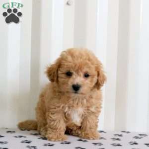 Edward, Bich-Poo Puppy