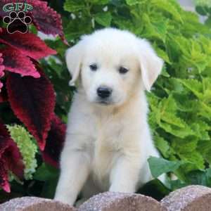 Edward, English Cream Golden Retriever Puppy