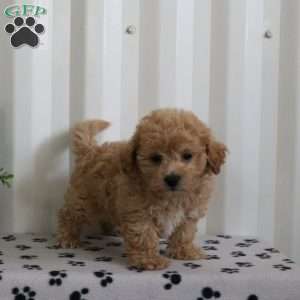 Edward, Bich-Poo Puppy