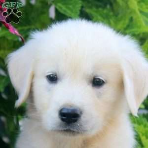 Edward, English Cream Golden Retriever Puppy